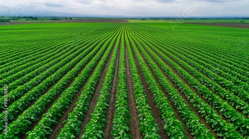 Aerial view of lush green crop fields stretching across the horizon, showcasing neat rows under a cloudy sky.