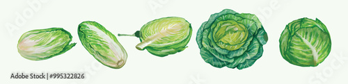 Watercolor of 3 cauliflowers, 2 bok choy, fresh illustration of 5 best vector watercolor vegetable elements that can be used in harvest festival