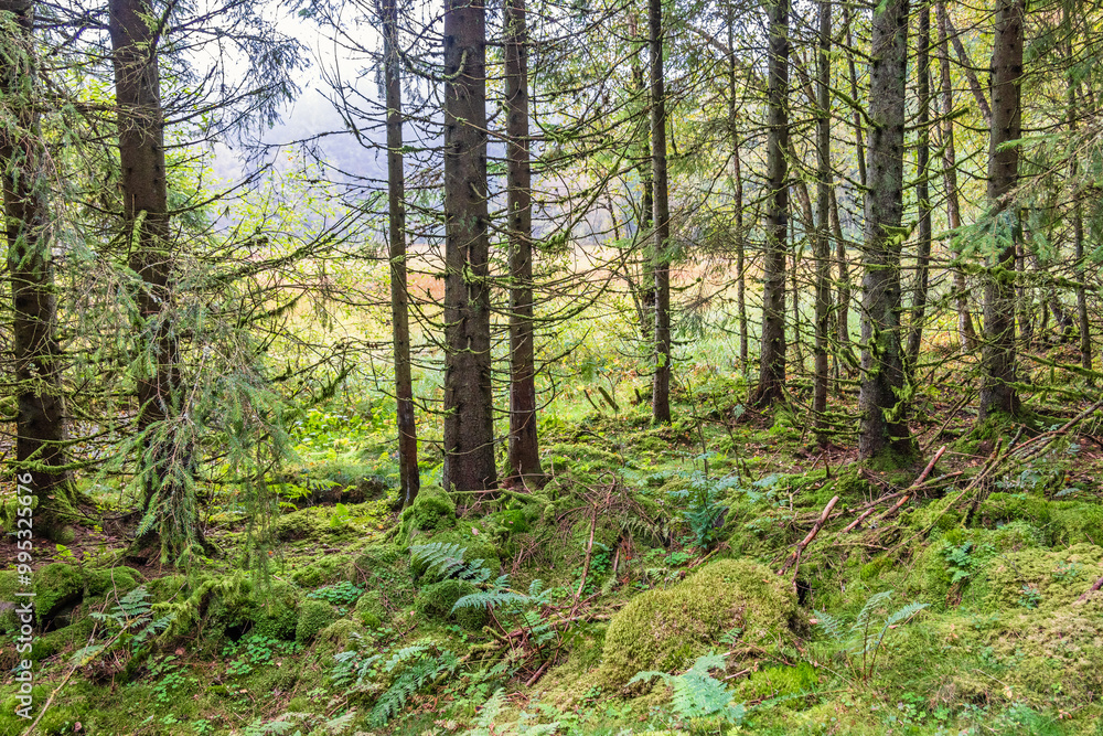 Obraz premium Forest landscape by a bog with green moss on the ground