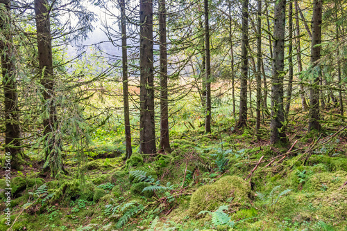 Forest landscape by a bog with green moss on the ground