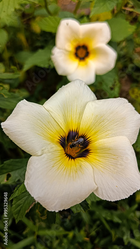 The Turnera subulata flower blooms every morning. The Turnera flower is very popular with bees.