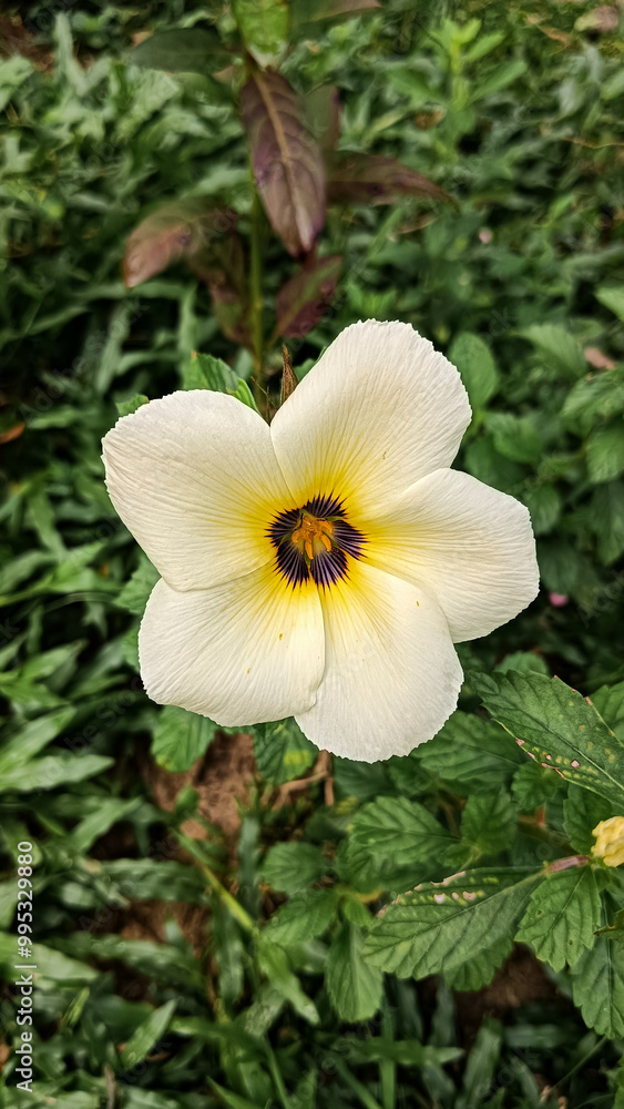 The Turnera subulata flower blooms every morning. The Turnera flower is very popular with bees. The Turnera subulata flower blooms every morning. The Turnera flower is very popular with bees.