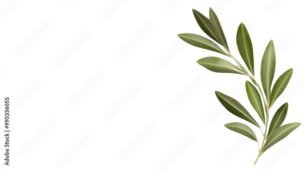 Elegant Olive Branch with Lush Green Leaves on transparent background Elegant Olive Branch with Lush Green Leaves on transparent background