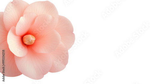 Delicate Pink Flower Close-Up Image on transparent background