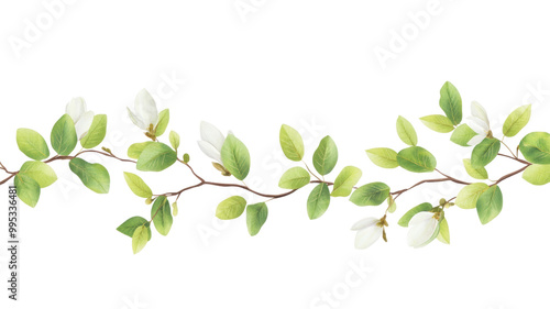 Delicate White Flowers and Green Leaves Illustration on transparent background