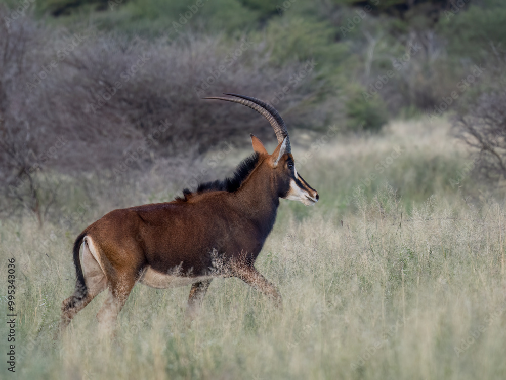 Rappenantilope (Hippotragus niger) Rappenantilope (Hippotragus niger)