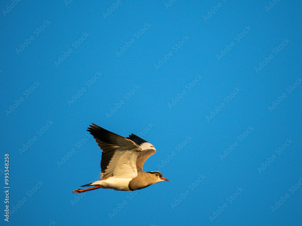 Obraz premium Kronenkiebitz (Vanellus coronatus)