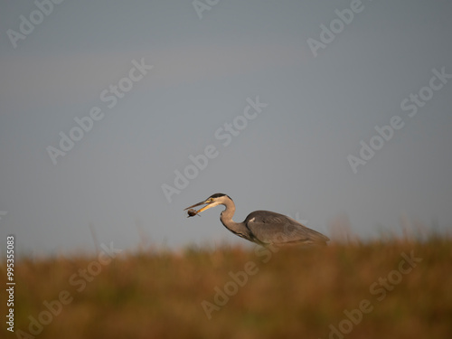 Graureiher (Ardea cinerea) bei der Mäusejagd