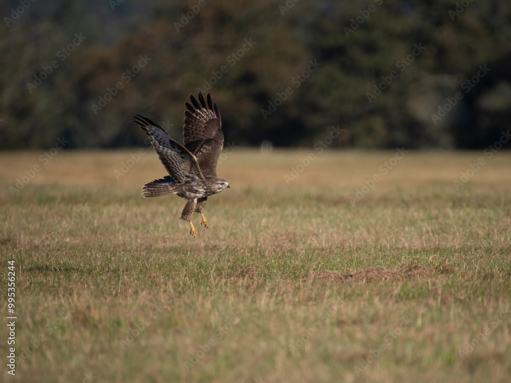 Mäusebussard (Buteo buteo) Mäusebussard (Buteo buteo)
