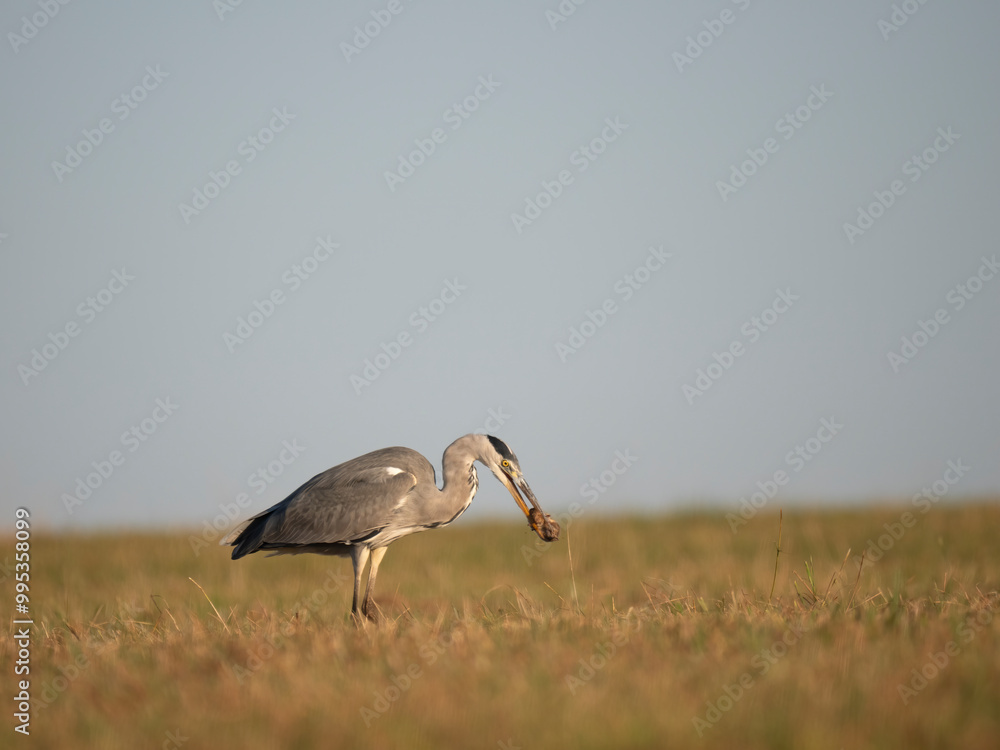 Fototapeta premium Graureiher (Ardea cinerea) bei der Mäusejagd
