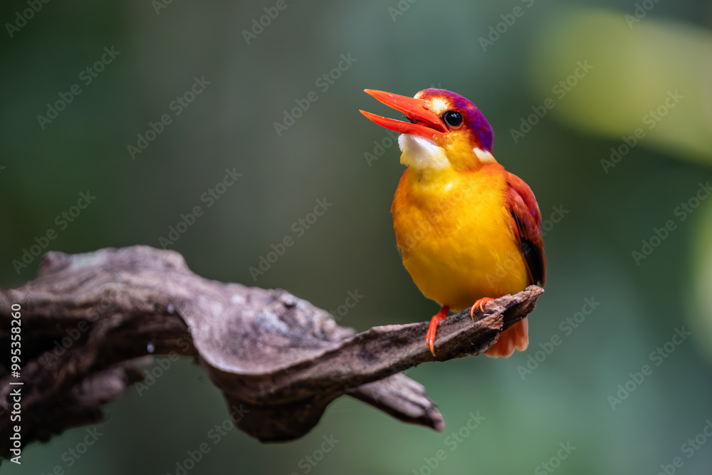 Rufous Backed Kingfisher perch open eye level Rufous Backed Kingfisher perch open eye level