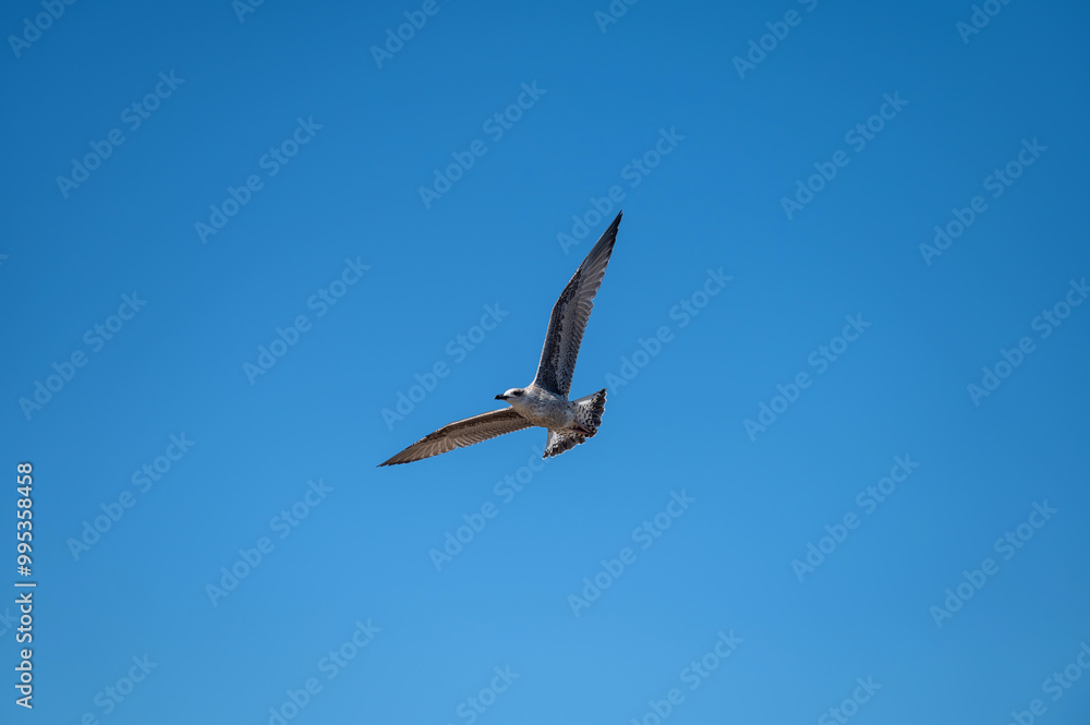 A solitary bird soaring gracefully against a clear blue sky during daylight hours A solitary bird soaring gracefully against a clear blue sky during daylight hours