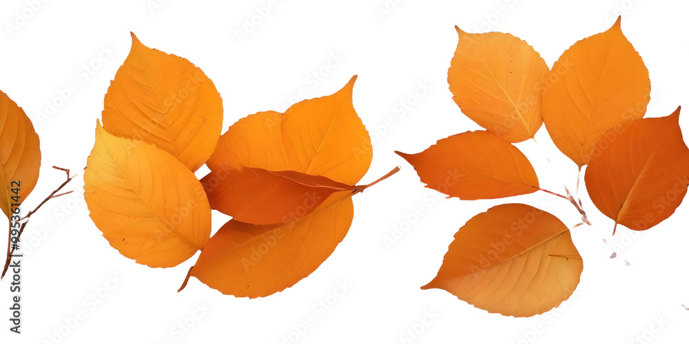 Obraz premium Orange autumn leaves with a Transparent Background