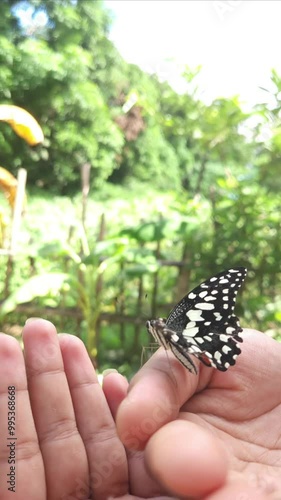 Colorful common yellow swallowtail butterfly sitting on Hand Close Up. Vertical, slow motion video, odisha, india. photo