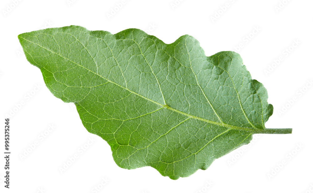 eggplant leaf isolated on white background. clipping path eggplant leaf isolated on white background. clipping path