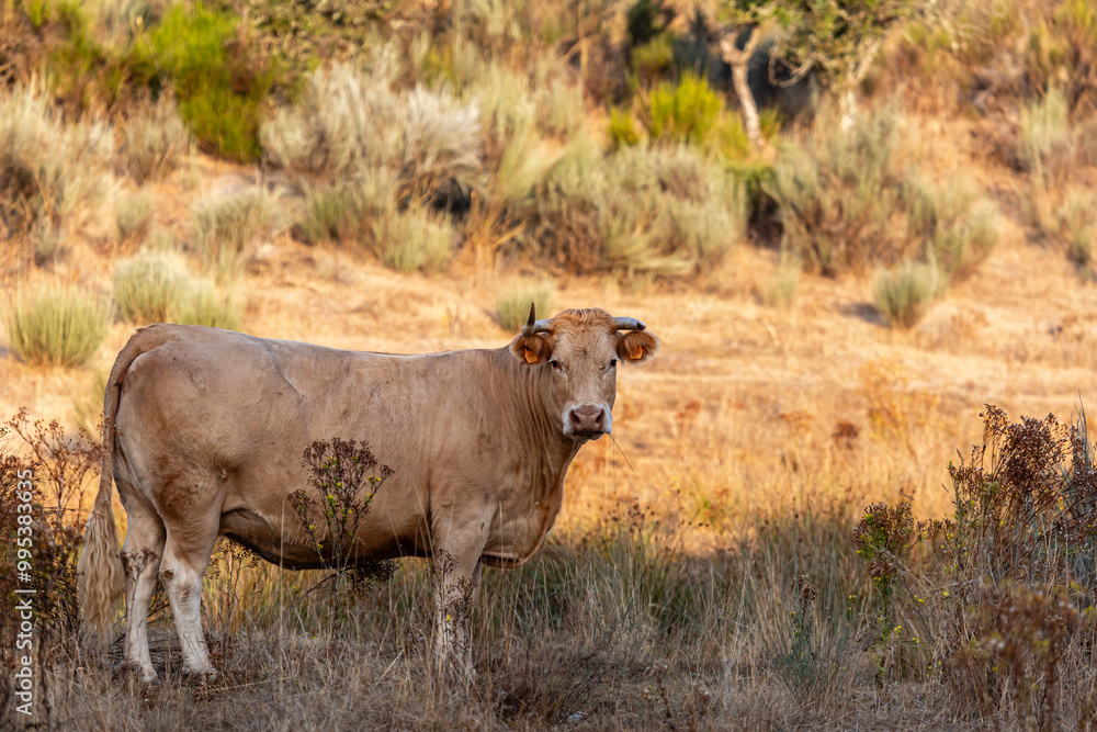 Light brown-haired cow in the mountain pastures. Light brown-haired cow in the mountain pastures.