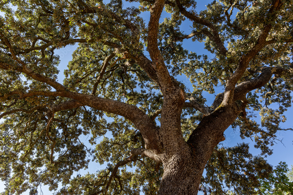 Quercus ilex. Holm oak or kermes oak. Tree with the trunk and branches with leaves seen from below. Quercus ilex. Holm oak or kermes oak. Tree with the trunk and branches with leaves seen from below.