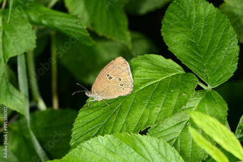 Brauner Waldvogel,  Aphantopus hyperantus photo