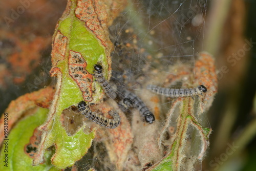 Apfel-Gespinstmotte, Yponomeuta malinellus photo