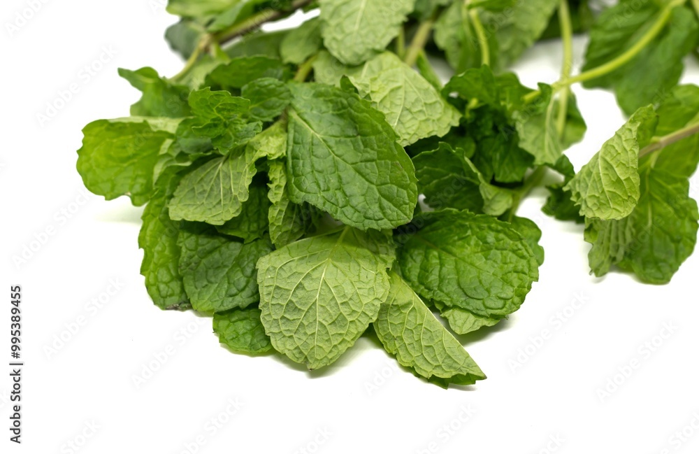 Mint Leaves or Pudina Leaves Isolate on White Background with Copy Space Mint Leaves or Pudina Leaves Isolate on White Background with Copy Space