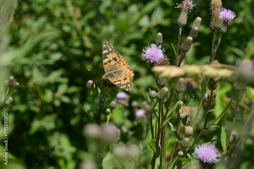  Distelfalter, Vanessa cardui photo