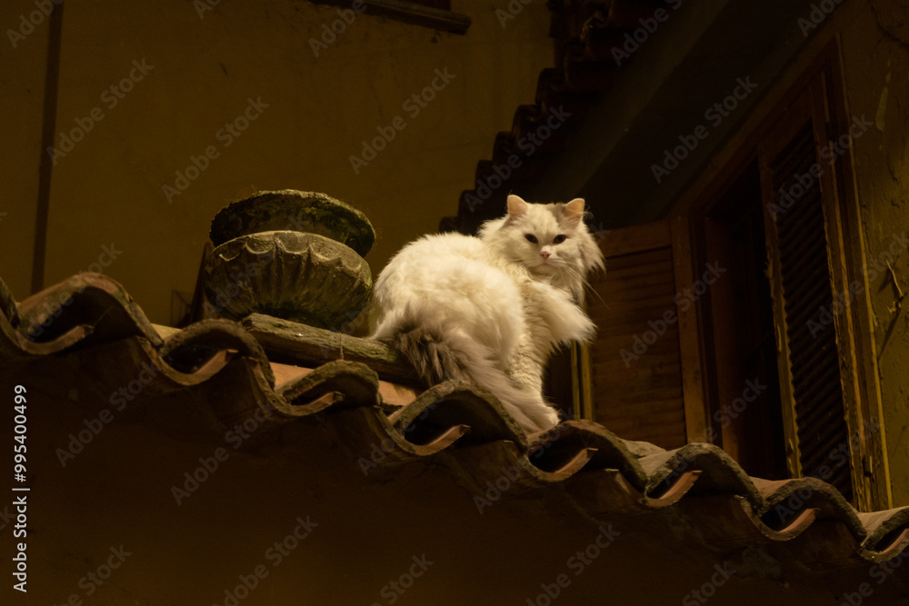 Cat roof tiles night evening look pose color white city