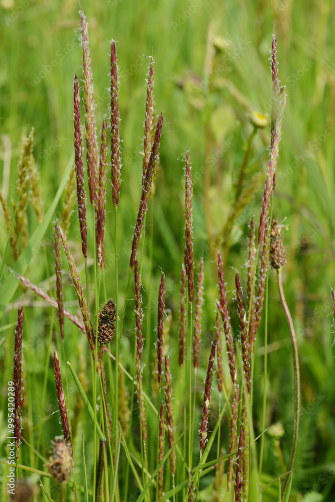 Ackerfuchsschwanz, Alopecurus myosuroides Ackerfuchsschwanz, Alopecurus myosuroides