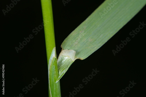 Wiesenfuchsschwanz, Alopecurus pratensis L.