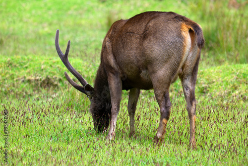 Wallpaper Mural Sambar deer stag, grazing in Horton Plains, Sri Lanka. Torontodigital.ca