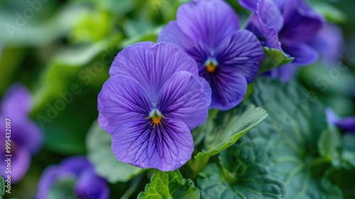 Violet bloom with leafy greens
