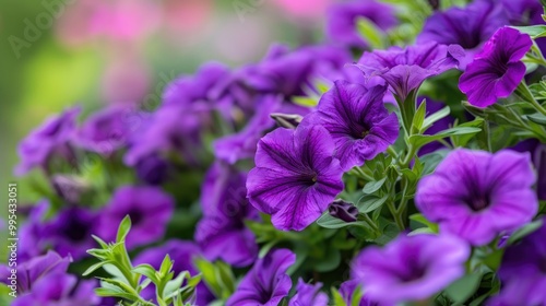 Vivid purple Petunias in the garden photo