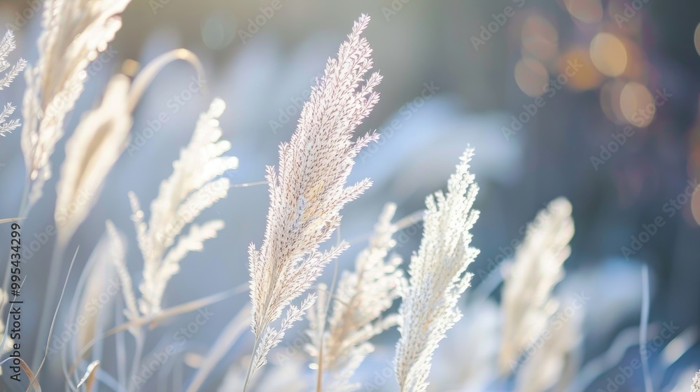 White grass with close focus and blurred background in garden macro shot White grass with close focus and blurred background in garden macro shot
