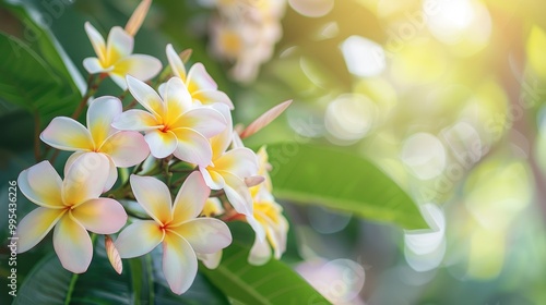 White and yellow flowers with green leaves in focus Frangipani tropical flower branches Blooming Plumeria on tree Spa floral scene in nature