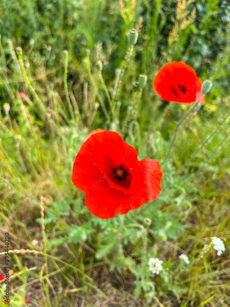 Common poppy Common poppy