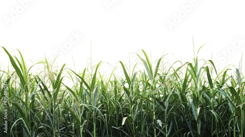 Sugarcane plant in field against white backdrop