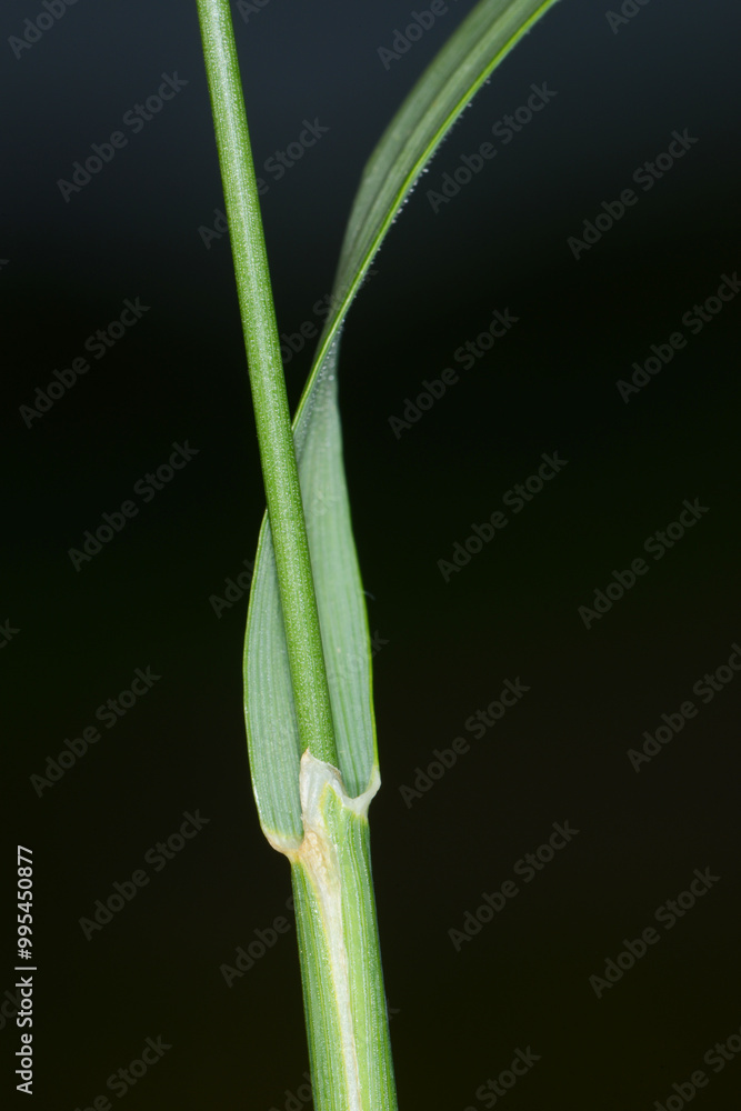 Fototapeta premium Wiesen-Kammgras, Cynosurus cristatus