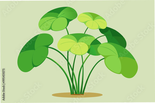 Nice water Pennywort plant vector art illustration photo