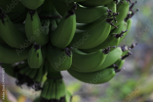 Bunch of Green Bananas