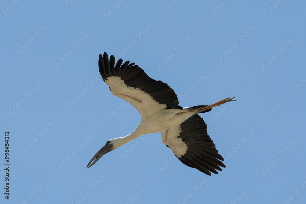 Obraz premium Asian Openbill in the flight. The Asian openbill or Asian openbill stork (Anastomus oscitans ) is a large wading bird in the stork family Ciconiidae.