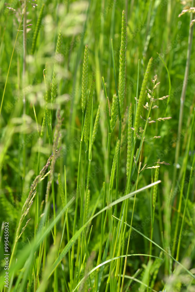 Wiesen-Kammgras, Cynosurus cristatus Wiesen-Kammgras, Cynosurus cristatus