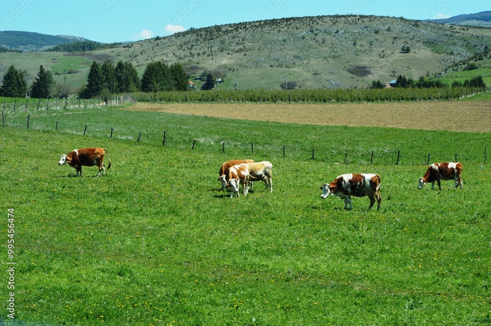 a herd of cows graze on a meadow