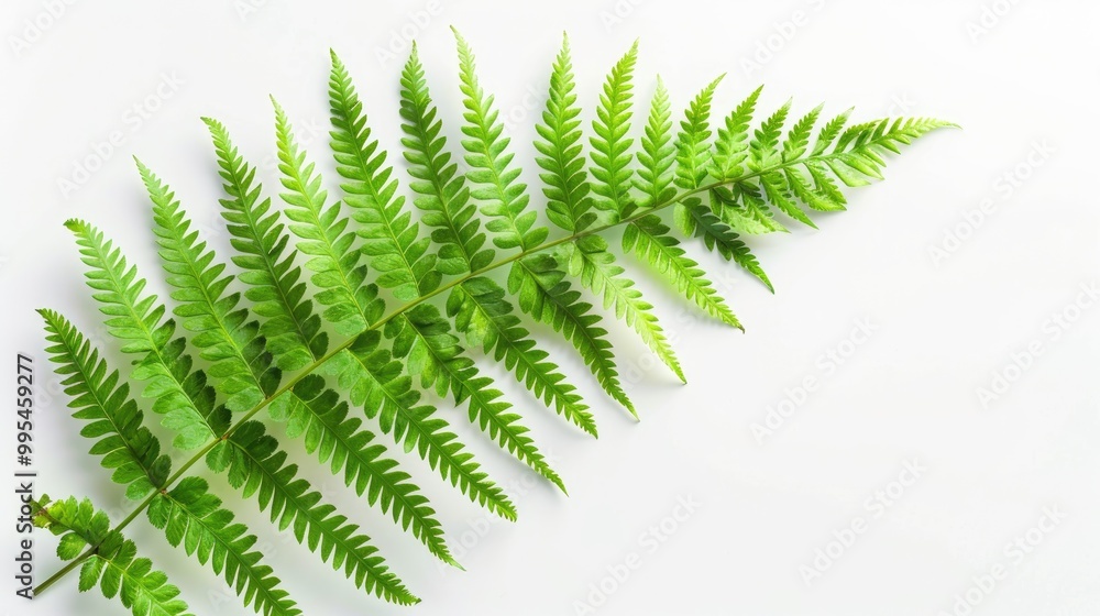 Isolated green fern leaf on white background Isolated green fern leaf on white background