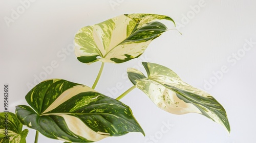 Showcasing the variegated leaves of the trendy Monstera Borsigiana Albo Variegata against a white backdrop photo