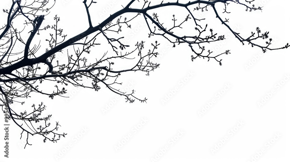 Obraz premium Silhouetted Tree Branches on White Background