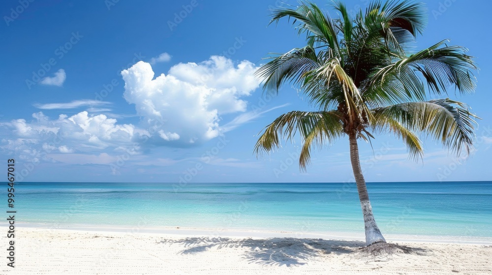 Palm tree on the tropical beach Palm tree on the tropical beach