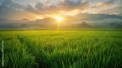 Morning Scene in Green Rice Field