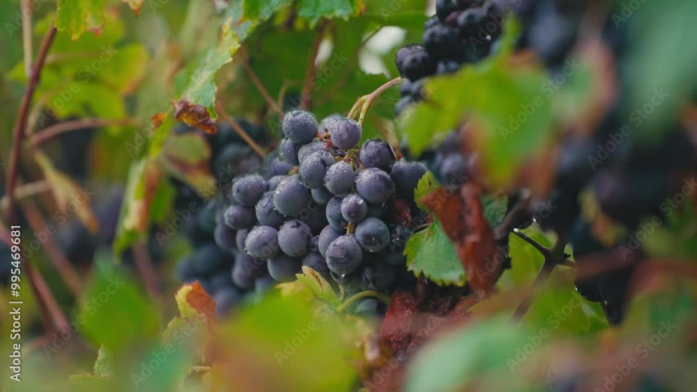 Close-up of ripe grapes on vine Close-up of ripe grapes on vine