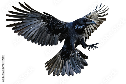 Detailed black raven isolated on transparent background