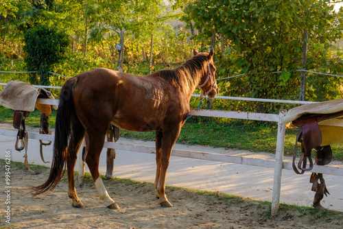 Cavallo al tramonto con sella 