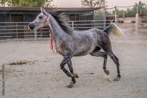 Cavallo che corre nel recinto